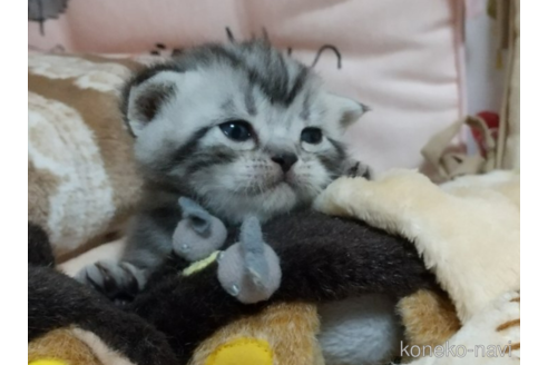 成約済の埼玉県のアメリカンショートヘア-51117の5枚目